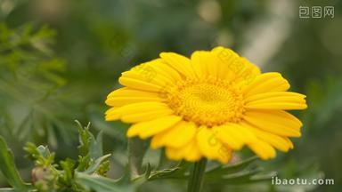 农村菜园茼蒿黄色花朵卉实拍